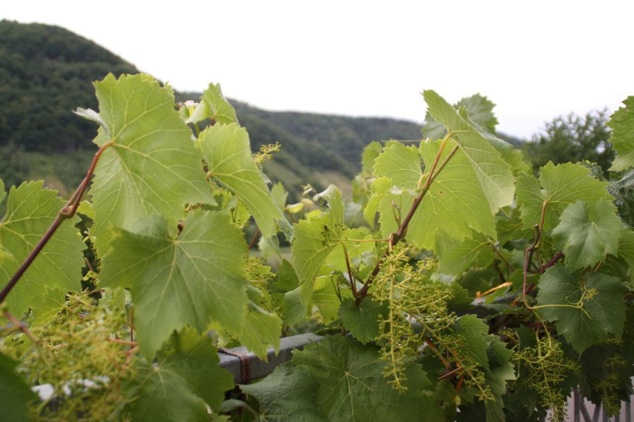 Weingut Sauer-Kettermann Villa Enkirch Eksteriør bilde