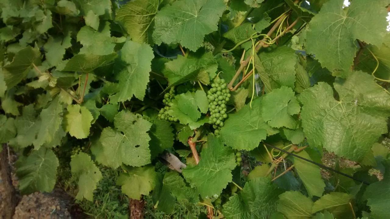 Weingut Sauer-Kettermann Villa Enkirch Eksteriør bilde